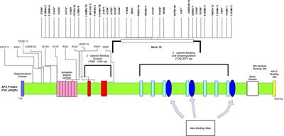 Association Between Tumor Mutation Profile and Clinical Outcomes Among Hispanic-Latino Patients With Metastatic Colorectal Cancer